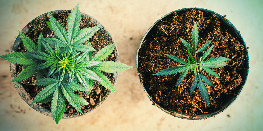 DYRK CANNABIS I COCO COIR