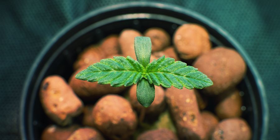 DYRKNING AF CANNABIS MED HYDROPONIK