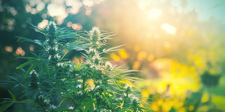 Overblik og sammenligning af dyrkningsmedier til cannabis OVERVIEW AND COMPARISON OF CANNABIS GROWING MEDIA