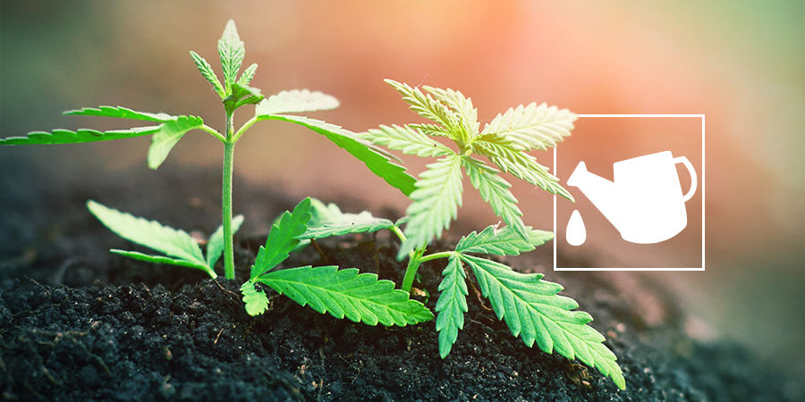 Hvad er et dyrkningsmedie til cannabis, og hvorfor er det vigtigt? HVAD ER ET DYRKNINGSMEDIE TIL CANNABIS, OG HVORFOR ER DET VIGTIGT?
