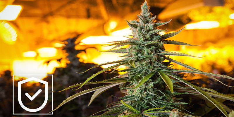 Sikkerhed LED Vs HPS: Safety