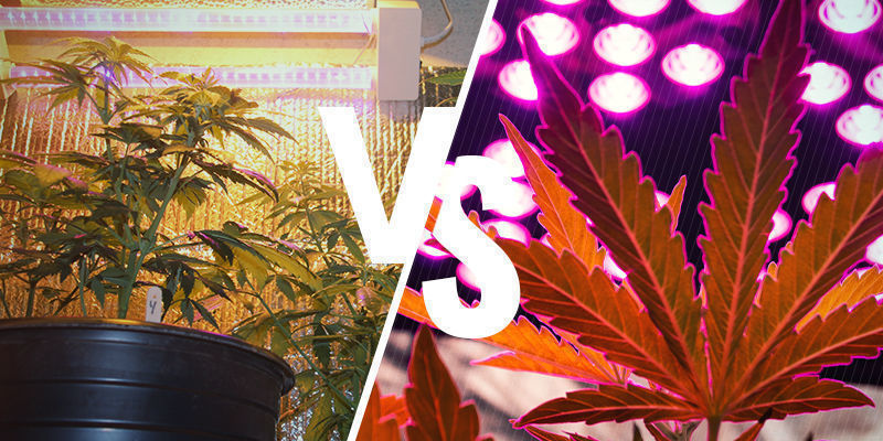 Hvilken er bedst: HPS eller LED? Hvilken er bedst: HPS eller LED?