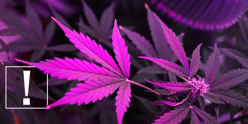 Hvorfor lys er vigtigt for dyrkning af cannabis Why Light Matters for Cannabis Cultivation