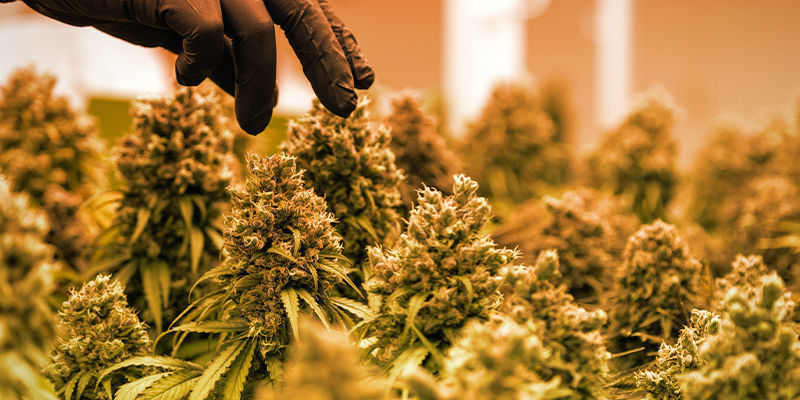 Udbytte LED Vs HPS: Yields