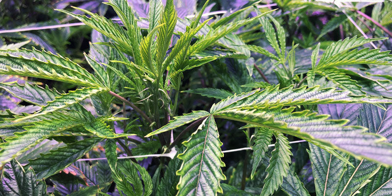 Ulemper ved UV-lys til cannabisplanter Ulemper ved UV-lys til cannabisplanter