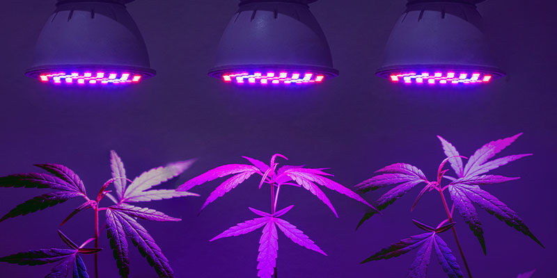Har du brug for dedikerede UV-lys til cannabis? Har du brug for dedikerede UV-lys til cannabis?