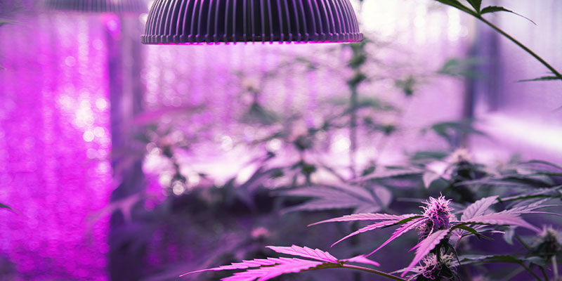 Sådan giver du cannabisplanter UV-lys Sådan giver du cannabisplanter UV-lys