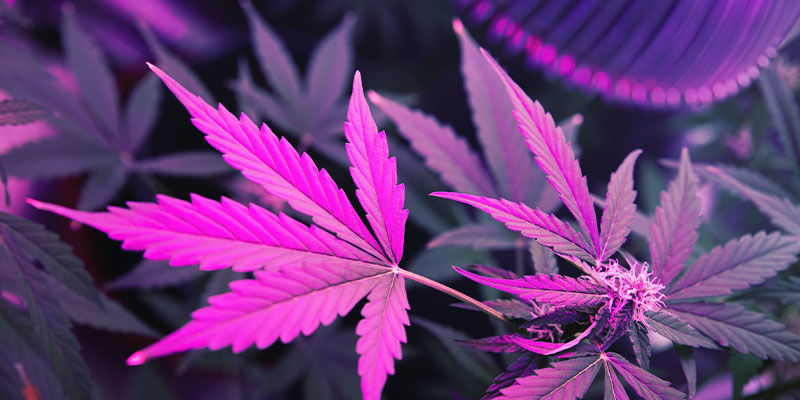 Hvordan UV-lys påvirker cannabisplanter Hvordan UV-lys påvirker cannabisplanter