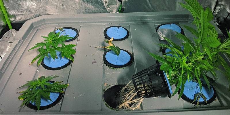 Sådan dyrker du cannabis med aeroponics Sådan dyrker du cannabis med aeroponics
