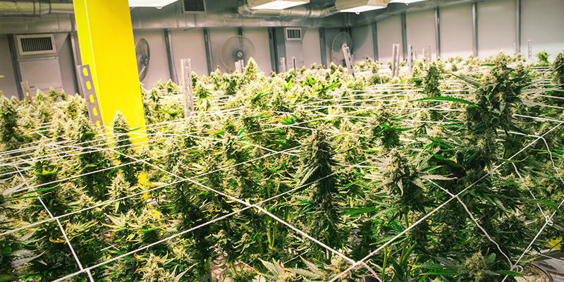 Tips til at dyrk cannabis med aeroponik Tips til at dyrk cannabis med aeroponik