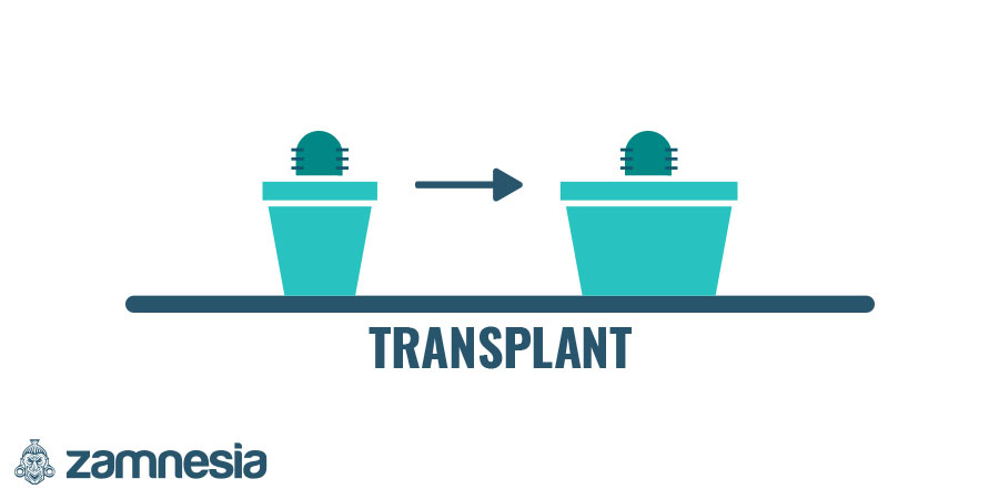 Ompot efter mindst fem måneders vækst Transplant After A Minimum Of Five Months Grown