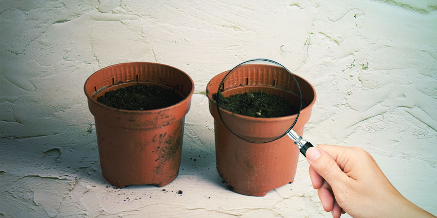 Hold øje med, at små kimplanter dukker op Hold øje med, at små kimplanter dukker op