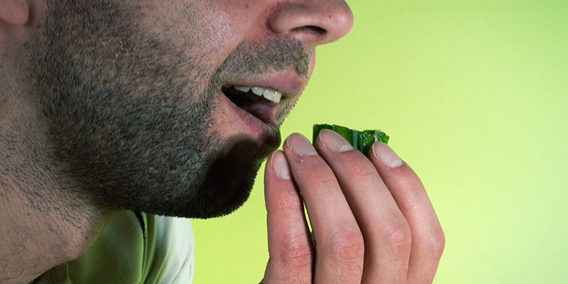 Sådan tester du alkaloidniveauer i en meskalinkaktus Sådan tester du alkaloidniveauer i en meskalinkaktus