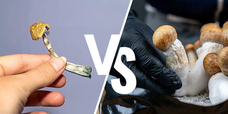 Opbevaring: frisk vs. tørret Opbevaring: frisk vs. tørret