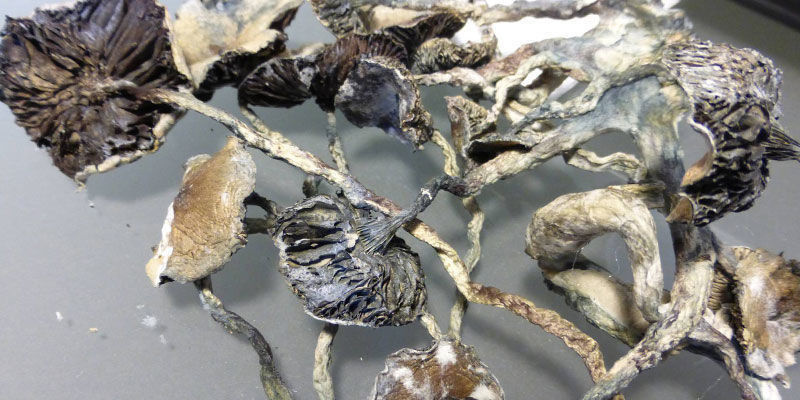 Sådan ser du, om dine magiske svampe er blevet dårlige How to tell when your shrooms have gone bad