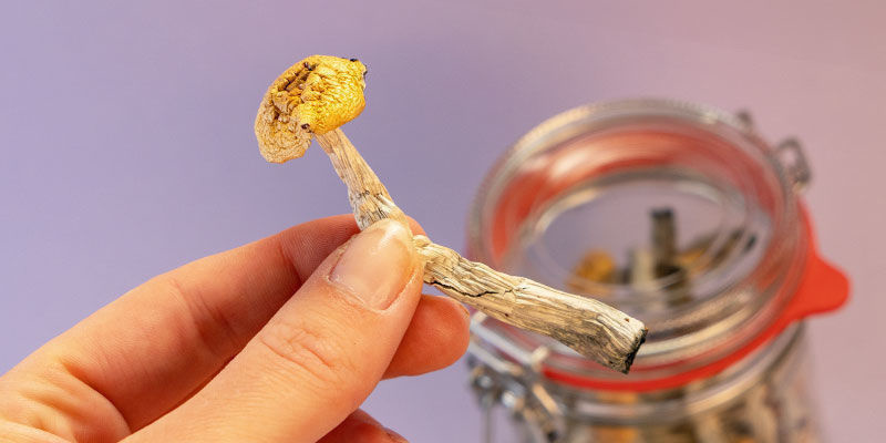Forstå magiske svampe Understanding magic mushrooms