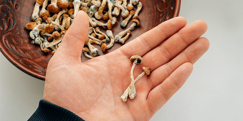 Hvad adskiller psilocybin-svampe fra andre typer svampe? Hvad adskiller psilocybin-svampe fra andre typer svampe?
