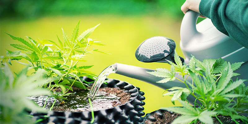Kan cannabisplanter få en overdosis silica? Cannabis Plants Overdose Silica