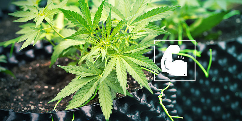 Robust og modstandsdygtig Cannabis og silica: robust og modstandsdygtig