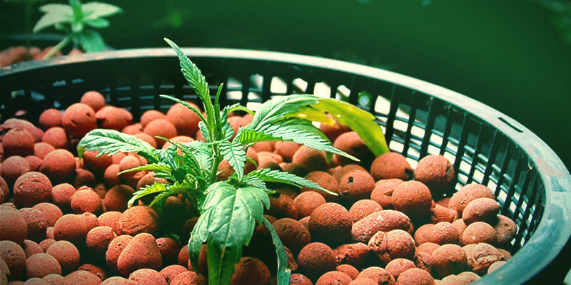Brug af silica i hydroponik Mega Cannabis Buds: Silica With Hydroponics