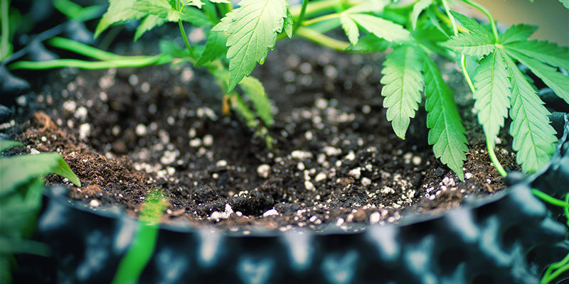 Brug af silica i jord Mega Cannabis Buds: Silica With Soil