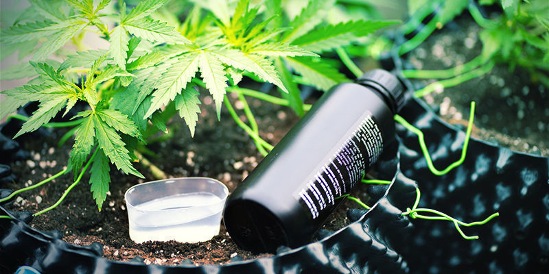 Hvad er silica? Mega Cannabis Buds: What Is Silica