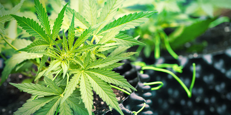 Hvornår skal man starte og stoppe med at bruge silica til cannabis? start and Stop Using Silica With Cannabis