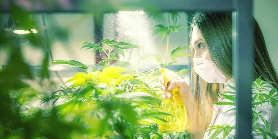 Hvordan og hvornår du sprøjter cannabisplanter på bladene Hvordan og hvornår du sprøjter cannabisplanter på bladene
