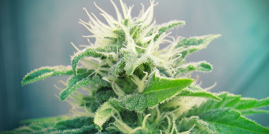 Jack Herer Cannabis Marihuana-sort Jack Herer Cannabis Marijuana Strain