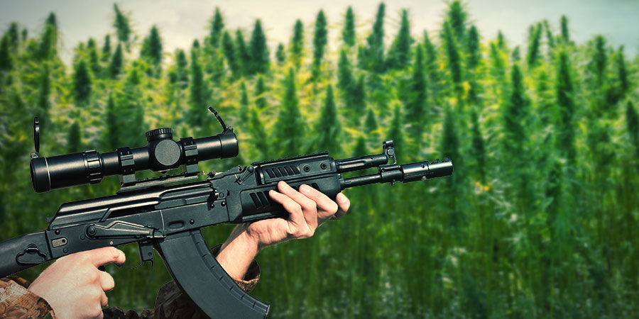 Sådan dyrker du AK-47 HOW TO GROW AK-47