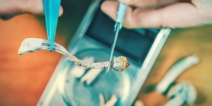 Magiske svampe styrker kreativiteten MAGIC MUSHROOMS ENHANCE CREATIVITY
