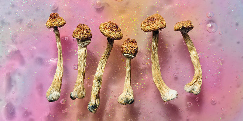 Psilocybin & psilocin: Magien i svampene Psilocybin & psilocin: Magien i svampene