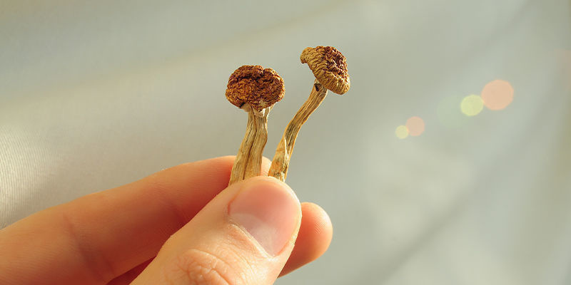 Hvad er forskellen på psilocybin og psilocin? Hvad er forskellen på psilocybin og psilocin?