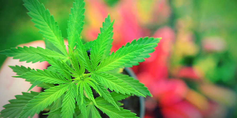 SÅDAN DYRKER DU JACK HERER