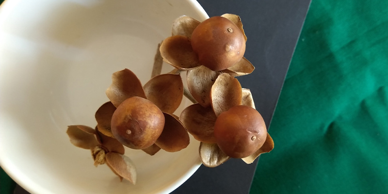 Hawaiian baby woodrose seeds Hawaiian baby woodrose seeds