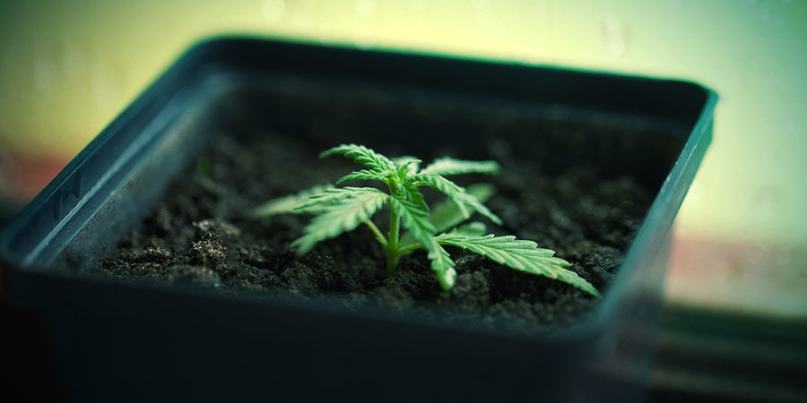 Dyrkning af cannabis i potter Dyrkning af cannabis i potter