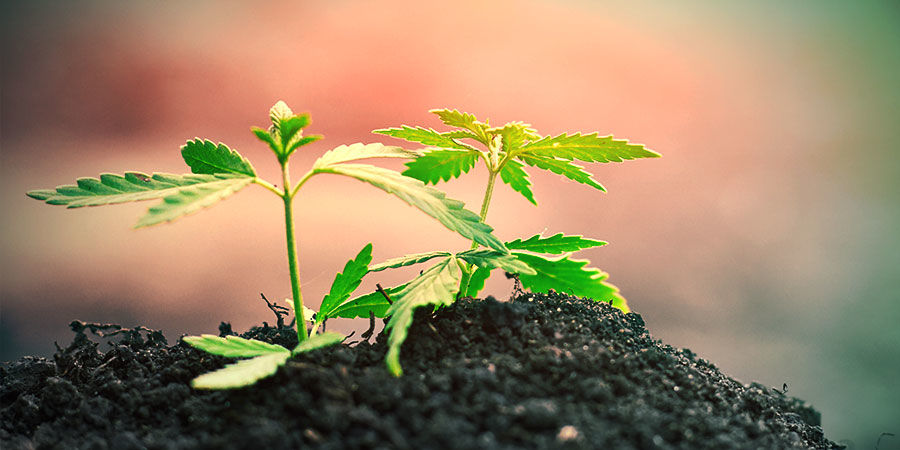 Dyrkning af cannabis i jorden Dyrkning af cannabis i jorden