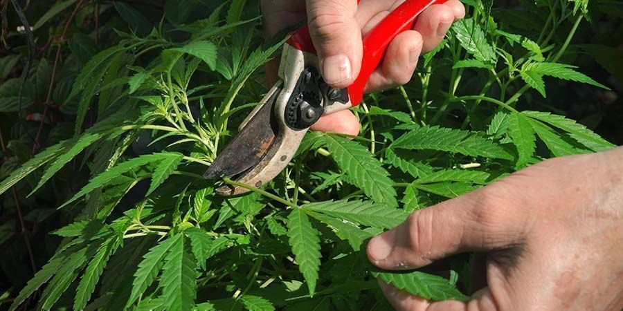 Cannabis-afløvning: Alt, du skal vide Cannabis-afløvning: Alt, du skal vide