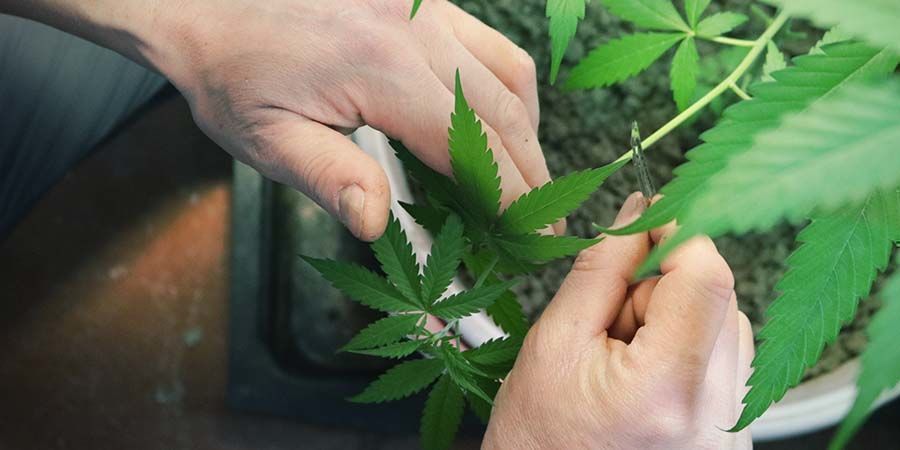Udtynding af cannabisplanter Udtynding af cannabisplanter
