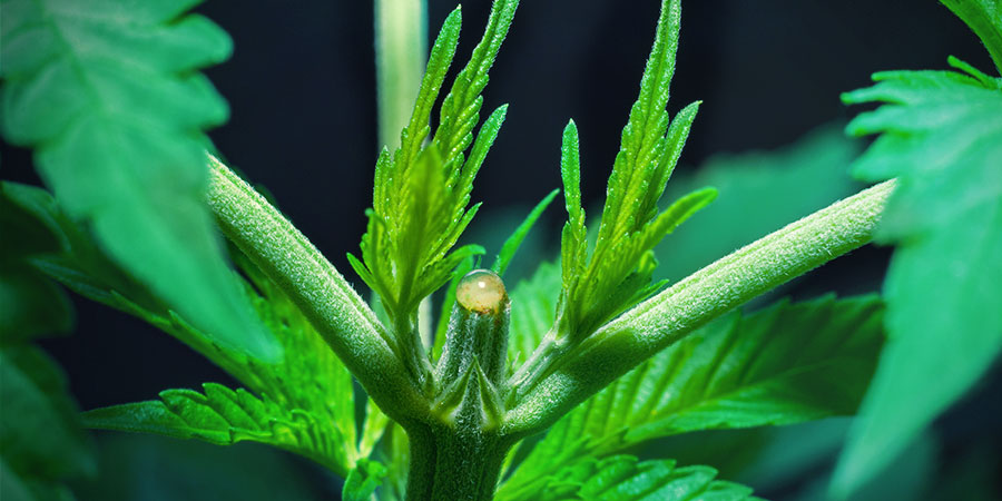 Sådan topper du dine cannabisplanter