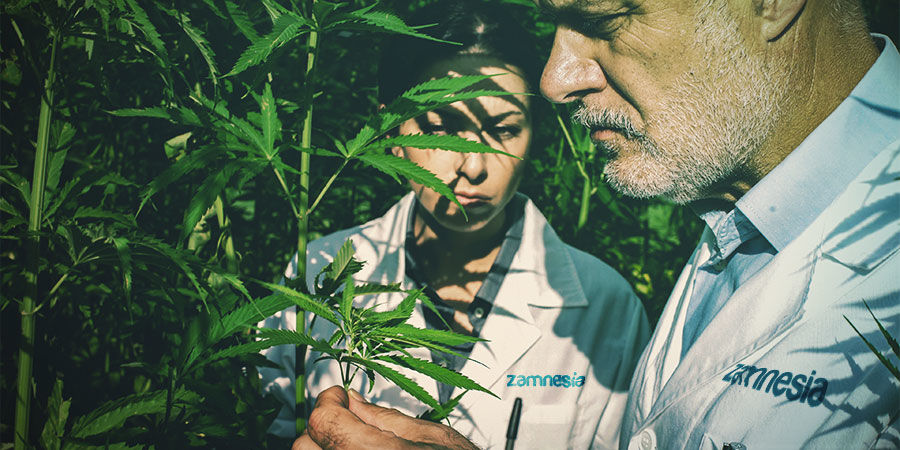 Hampens lovgivning og dyrkning LEGALITY AND CULTIVATION OF HEMP