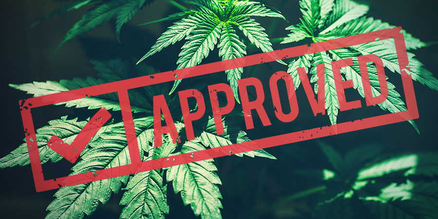 Seneste udviklinger og fremtiden for hamp RECENT DEVELOPMENTS AND THE FUTURE OF HEMP