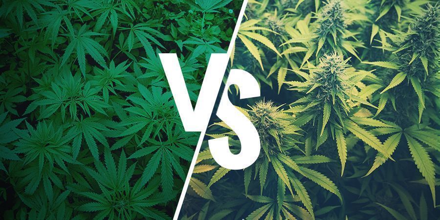 HVAD ER HAMP, OG HVORDAN ADskiller DET SIG FRA MARIHUANA?