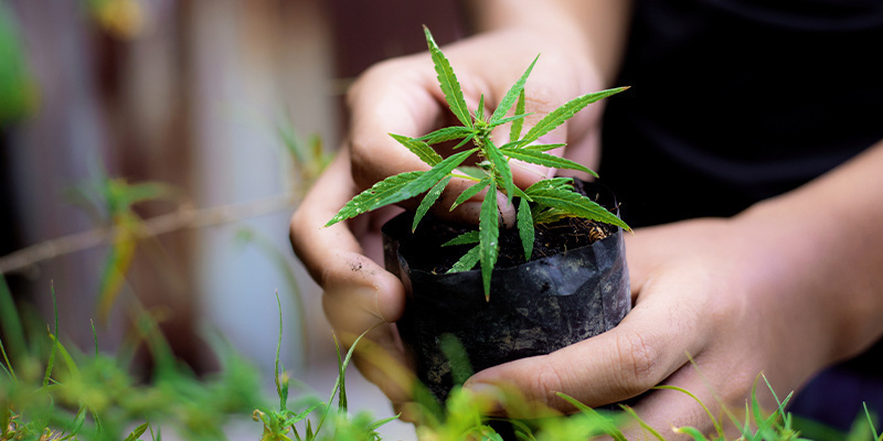 Få det hele til at gå op i en højere enhed: Dyrk cannabis i topkvalitet fra bunden Få det hele til at gå op i en højere enhed: Dyrk cannabis i topkvalitet fra bunden