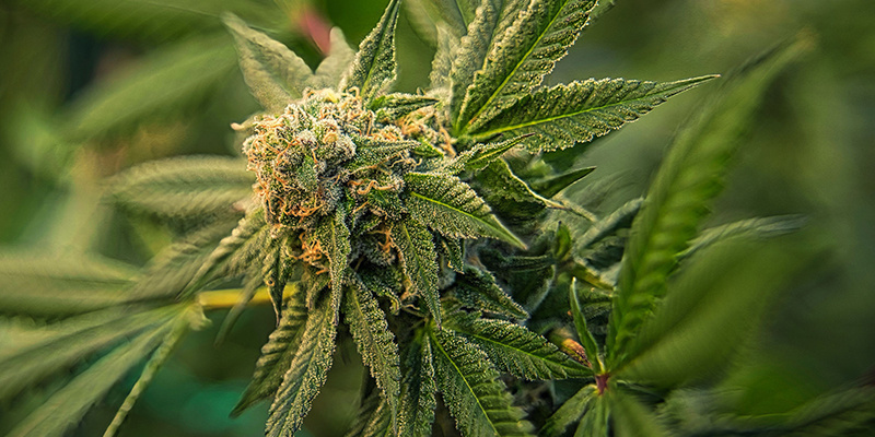 Tip #1: Vælg stærk genetik til sunde cannabisplanter Tip #1: Pick strong genetics for healthy cannabis plants