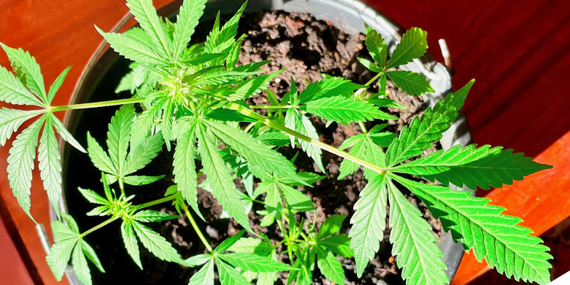 Tip #3: Vælg det rigtige sted til at dyrk cannabisplanter Tip #3: Vælg det rigtige sted til at dyrk cannabisplanter