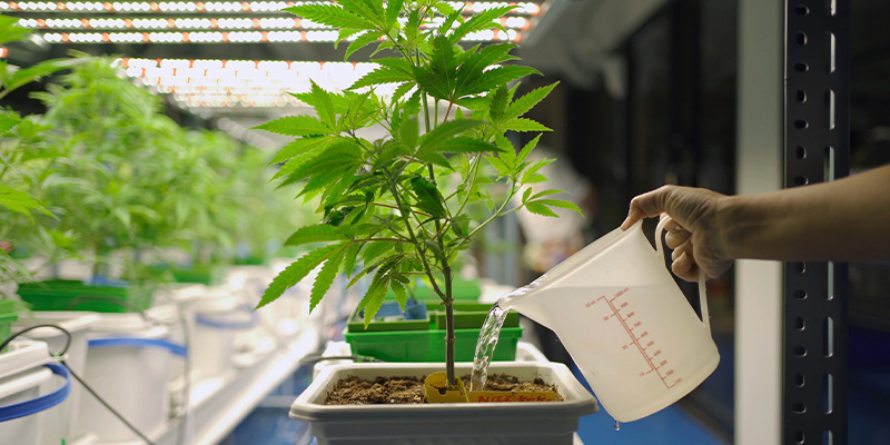 Tip #5: Bliv mester i vanding og irrigation for bedre cannabisudbytte Tip #5: Bliv mester i vanding og irrigation for bedre cannabisudbytte