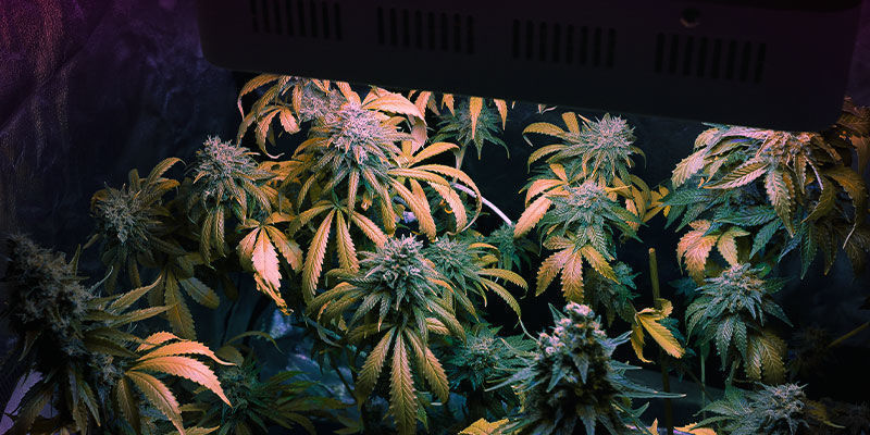 Øg kvaliteten af din cannabishøst med det ideelle lysspektrum Øg kvaliteten af din cannabishøst med det ideelle lysspektrum