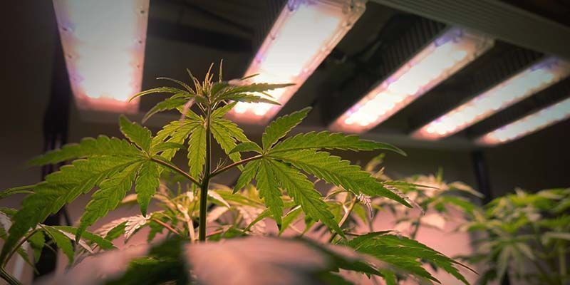 Lysspektrum til cannabis-kimplanter Light Spectrum For Cannabis Seedlings