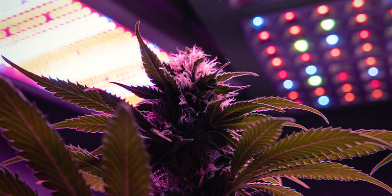 Lysspektrum til blomstrende cannabisplanter Light Spectrum For Flowering Cannabis Plants